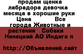 продам щенка лабрадора девочка 2 месяца в хорошие руки › Цена ­ 8 000 - Все города Животные и растения » Собаки   . Ненецкий АО,Индига п.